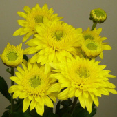 Хризантема  Beppie Yellow