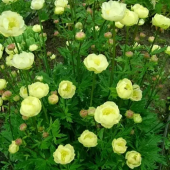 Купальница гибридная Alabaster