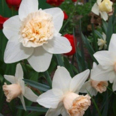 Нарцисс Rosy Cloud