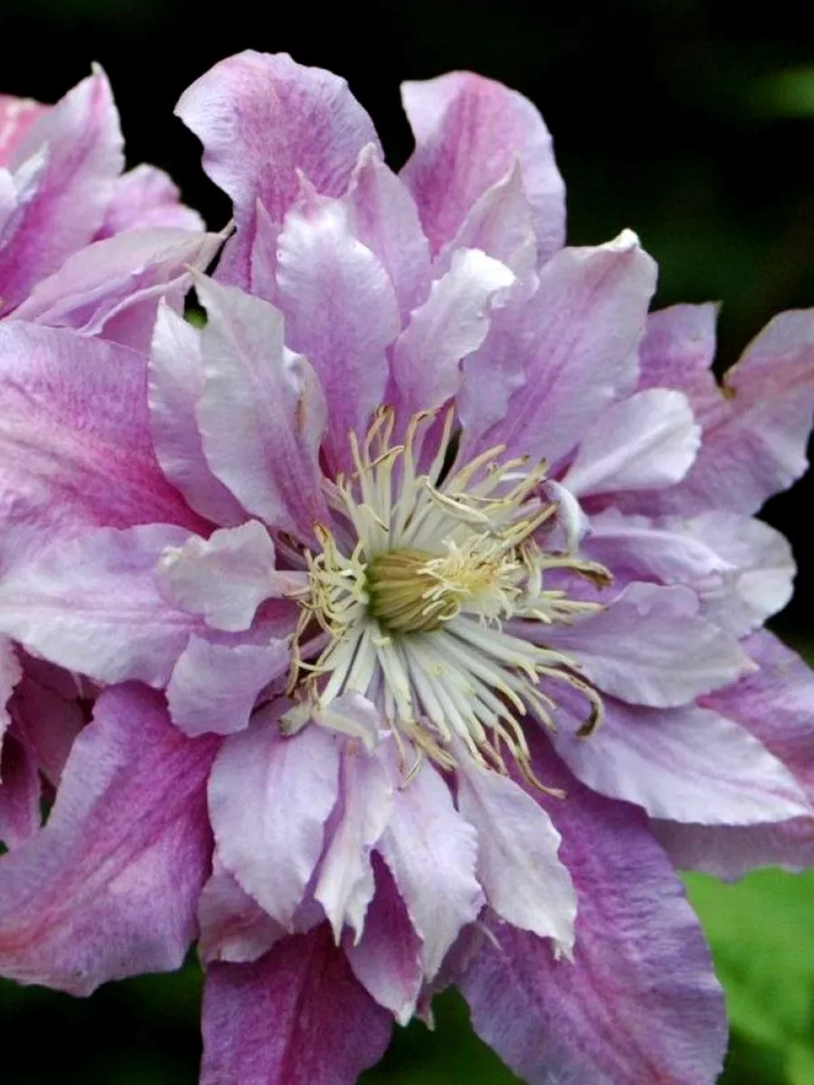 Клематис Ragamuffin