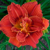  Лилейник Paprica Flame