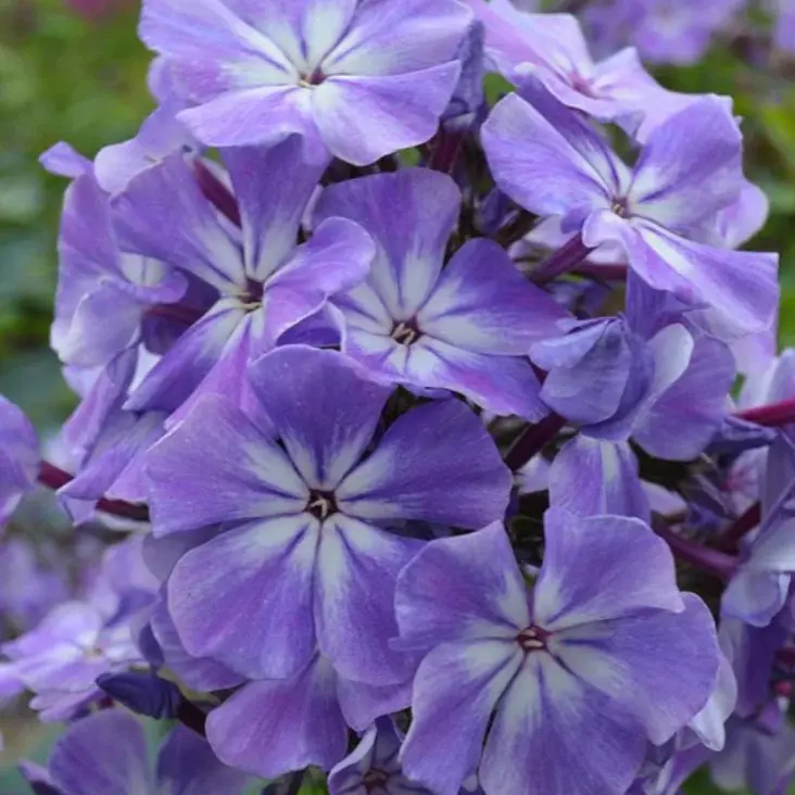 Флокс Голубые Кристаллы