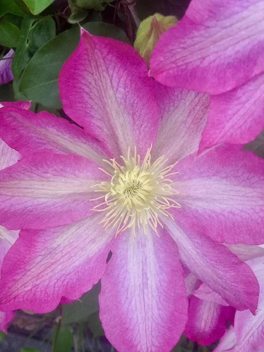 Клематис Pink Beauty