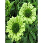 Эхинацея пурпурная Green Jewel