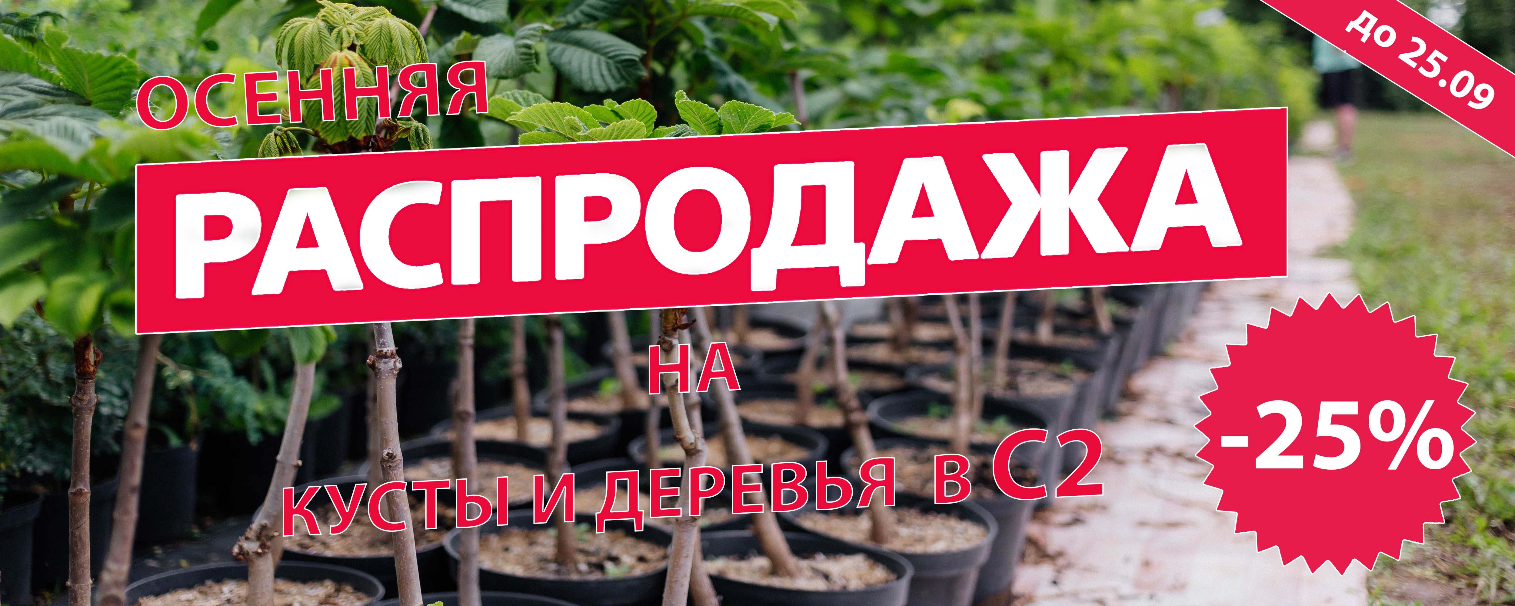 Акция деревья С2 25%