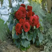 Бегония Fimbriata Red