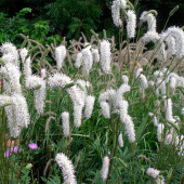 Кровохлебка лекарственная Burr Blanc