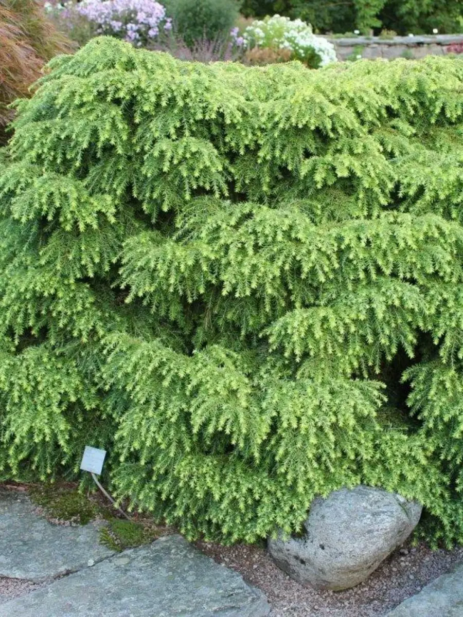 Тсуга Тсуга