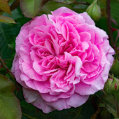 Роза Английская кустовая  Gertrude Jekyll