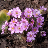 Печеночница японская Pink Forest Hybrids