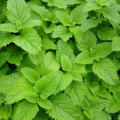 Мелисса лекарственная Lemon Balm