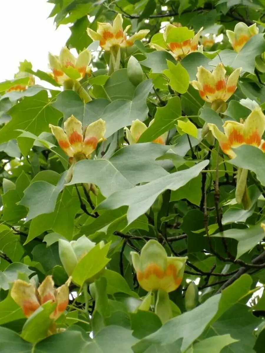 Лириодендрон