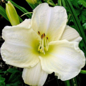 Лилейник White Temptation