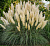Кортадерия Cелло White Plume