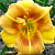 Лилейник Longfield Conchita