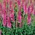 Вероника Ronica Fuchsia