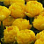 Тюльпан Yellow Pomponette