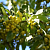 Яблоня декоративная Harvest Gold