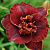 Лилейник Burgundy Love