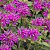 Монарда двойчатая Balmy Lilac