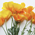 Мак Pop-up Yellow