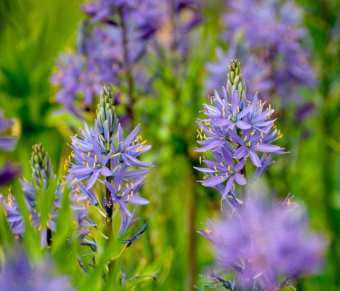 Камассия Лейхтлина Caerulea