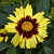 Кореопсис крупноцветковый Sunfire yellow red
