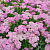 Тысячелистник Lilac Beauty