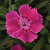 Гвоздика садовая Collection Pink Bouquet