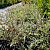 Ива ползучая Green Carpet