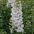 Дельфиниум Magic Fountain Pure White