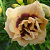 Лилейник Roswitha