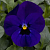 Виола рогатая  Twix Deep Blue with Eye