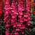 Лобелия прекрасная Starship Deep Rose