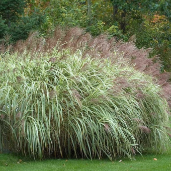 Мискантус китайский Variegatus 