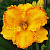 Лилейник Orange Nessau