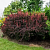 Барбарис Тунберга Atropurpurea