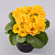 Примула махровая Rosali Golden Yellow