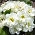 Примула махровая Hethor Petticote White