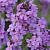 Вечерница Матроны Violet