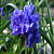 Традесканция Caerulea Plena
