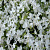 Флокс шиловидный 'Calvides White'