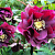 Морозник восточный Double Ellen Purple