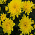 Хризантема мелкоцветковая Baby mum Yellow