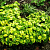 Мелисса лекарственная Aureovariegata