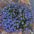 Вероника колосистая Georgia Blue