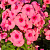 Флокс метельчатый Jeff's Pink