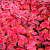 Барбарис Тунберга Barberry