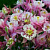 Аквилегия обыкновенная Winky Double Rose and White
