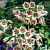 Лук декоративный  Nectaroscordum Siculum